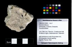 Foto (Objekt + Etikett) von Goniodromites sp.  (NHMW-GEO-1990-0041-0394)